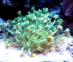 مرجان شقایق سنگ بازو بلند سبز - فروشگاه اینترنتی ایران کورال