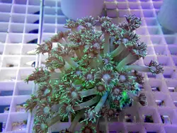 مرجان شقایق سنگ بازو بلند سبز - فروشگاه اینترنتی ایران کورال