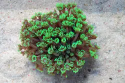 مرجان شقایق سنگ بازو بلند سبز - فروشگاه اینترنتی ایران کورال