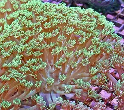 مرجان شقایق سنگ بازو بلند سبز - فروشگاه اینترنتی ایران کورال