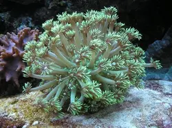 مرجان شقایق سنگ بازو بلند سبز - فروشگاه اینترنتی ایران کورال