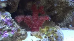 مرجان کاکتوس چیلی - فروشگاه اینترنتی ایران کورال