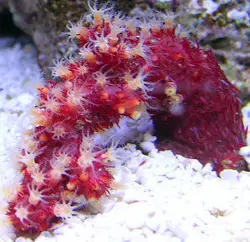 مرجان کاکتوس چیلی - فروشگاه اینترنتی ایران کورال