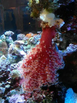 مرجان کاکتوس چیلی - فروشگاه اینترنتی ایران کورال