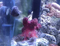 مرجان کاکتوس چیلی - فروشگاه اینترنتی ایران کورال