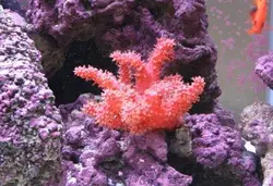 مرجان کاکتوس چیلی - فروشگاه اینترنتی ایران کورال