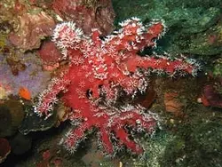 مرجان کاکتوس چیلی - فروشگاه اینترنتی ایران کورال