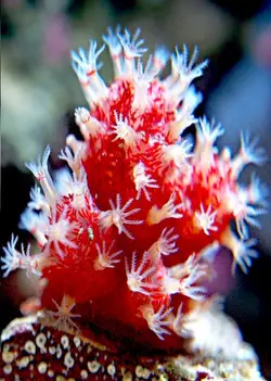 مرجان کاکتوس چیلی - فروشگاه اینترنتی ایران کورال