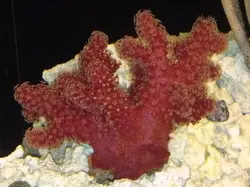 مرجان کاکتوس چیلی - فروشگاه اینترنتی ایران کورال