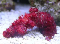 مرجان کاکتوس چیلی - فروشگاه اینترنتی ایران کورال