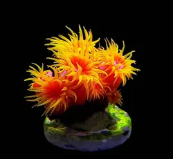 مرجان توباستریا نارنجی - فروشگاه اینترنتی ایران کورال