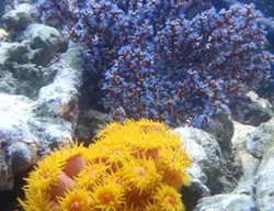 مرجان توباستریا نارنجی - فروشگاه اینترنتی ایران کورال