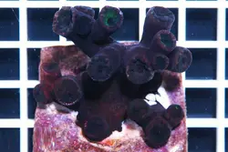 مرجان توباستریا سیاه - فروشگاه اینترنتی ایران کورال