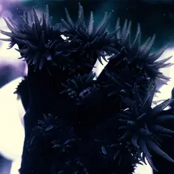 مرجان توباستریا سیاه - فروشگاه اینترنتی ایران کورال