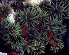 مرجان توباستریا سیاه - فروشگاه اینترنتی ایران کورال