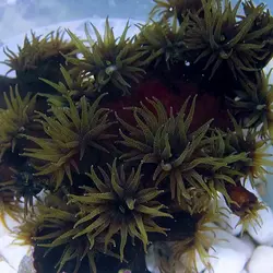 مرجان توباستریا سیاه - فروشگاه اینترنتی ایران کورال