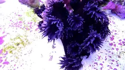 مرجان توباستریا سیاه - فروشگاه اینترنتی ایران کورال