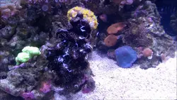 مرجان توباستریا سیاه - فروشگاه اینترنتی ایران کورال