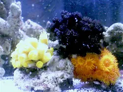 مرجان توباستریا سیاه - فروشگاه اینترنتی ایران کورال