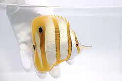 قیمت و خرید پروانه ماهی نوار مسی- 0 تا 100 نگهداری پروانه ماهی نوار مسی