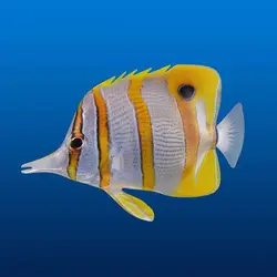 قیمت و خرید پروانه ماهی نوار مسی- 0 تا 100 نگهداری پروانه ماهی نوار مسی