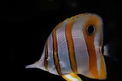 قیمت و خرید پروانه ماهی نوار مسی- 0 تا 100 نگهداری پروانه ماهی نوار مسی