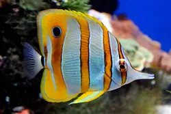 قیمت و خرید پروانه ماهی نوار مسی- 0 تا 100 نگهداری پروانه ماهی نوار مسی