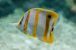 قیمت و خرید پروانه ماهی نوار مسی- 0 تا 100 نگهداری پروانه ماهی نوار مسی