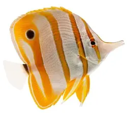 قیمت و خرید پروانه ماهی نوار مسی- 0 تا 100 نگهداری پروانه ماهی نوار مسی