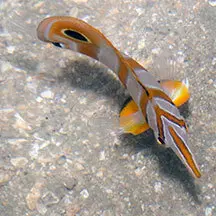 قیمت و خرید پروانه ماهی نوار مسی- 0 تا 100 نگهداری پروانه ماهی نوار مسی