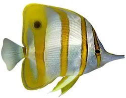 قیمت و خرید پروانه ماهی نوار مسی- 0 تا 100 نگهداری پروانه ماهی نوار مسی