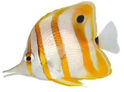 قیمت و خرید پروانه ماهی نوار مسی- 0 تا 100 نگهداری پروانه ماهی نوار مسی