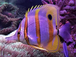 قیمت و خرید پروانه ماهی نوار مسی- 0 تا 100 نگهداری پروانه ماهی نوار مسی