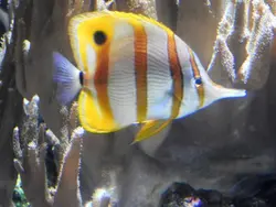 قیمت و خرید پروانه ماهی نوار مسی- 0 تا 100 نگهداری پروانه ماهی نوار مسی