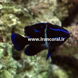 قیمت و خرید دامسل اکسیدان - 0 تا 100 نگهداری دامسل اکسیدان در ایران کورال