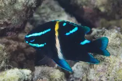 قیمت و خرید دامسل اکسیدان - 0 تا 100 نگهداری دامسل اکسیدان در ایران کورال