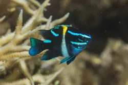 قیمت و خرید دامسل اکسیدان - 0 تا 100 نگهداری دامسل اکسیدان در ایران کورال