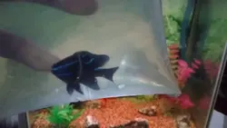 قیمت و خرید دامسل اکسیدان - 0 تا 100 نگهداری دامسل اکسیدان در ایران کورال