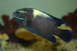 قیمت و خرید دامسل اکسیدان - 0 تا 100 نگهداری دامسل اکسیدان در ایران کورال