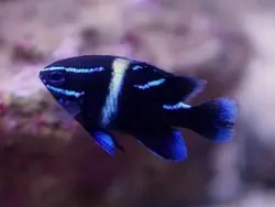 قیمت و خرید دامسل اکسیدان - 0 تا 100 نگهداری دامسل اکسیدان در ایران کورال