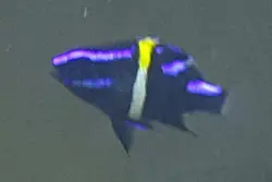 قیمت و خرید دامسل اکسیدان - 0 تا 100 نگهداری دامسل اکسیدان در ایران کورال