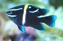 قیمت و خرید دامسل اکسیدان - 0 تا 100 نگهداری دامسل اکسیدان در ایران کورال