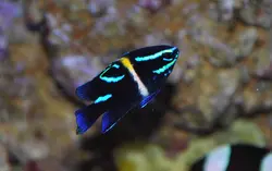 قیمت و خرید دامسل اکسیدان - 0 تا 100 نگهداری دامسل اکسیدان در ایران کورال