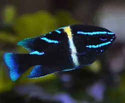 قیمت و خرید دامسل اکسیدان - 0 تا 100 نگهداری دامسل اکسیدان در ایران کورال