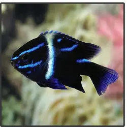 قیمت و خرید دامسل اکسیدان - 0 تا 100 نگهداری دامسل اکسیدان در ایران کورال