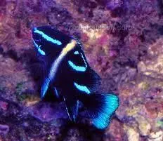 قیمت و خرید دامسل اکسیدان - 0 تا 100 نگهداری دامسل اکسیدان در ایران کورال