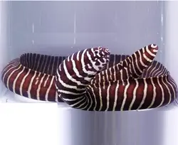 قیمت و خرید مار ماهی زبرا- 0 تا 100 نگهداری مار ماهی زبرا به همراه تصاویر