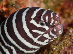 قیمت و خرید مار ماهی زبرا- 0 تا 100 نگهداری مار ماهی زبرا به همراه تصاویر