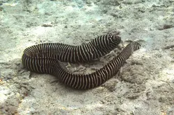 قیمت و خرید مار ماهی زبرا- 0 تا 100 نگهداری مار ماهی زبرا به همراه تصاویر