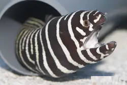 قیمت و خرید مار ماهی زبرا- 0 تا 100 نگهداری مار ماهی زبرا به همراه تصاویر